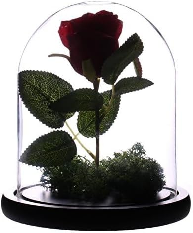 Glass Cloche Bell Jar Display Dome 5.6x7 Inch, Clear High Borosilicate Glass Bell Jar with Black Wooden Base, Dustproof Display Case for Plants Candles Jewelry Home Wedding Decor