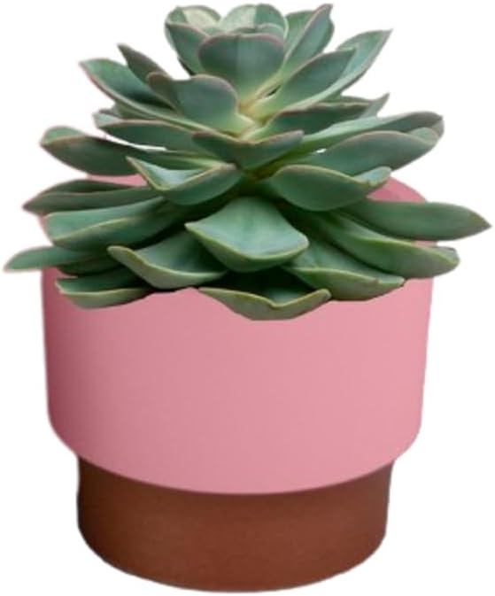 The HC Companies 2.5 Inch Sprite Mini Succulent Pot - Small Plastic Planter with Drainage for Indoor Plants, Blush (20 Pack)