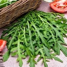 Arugula Seed, Arugula Sprouting Seeds, Microgreen, Sprouting, 12 OZ, Non GMO - Country Creek Acres Brand - High Sprout Germination- Juicing, Gardening, Hydroponics, Growing Salad Sprouts