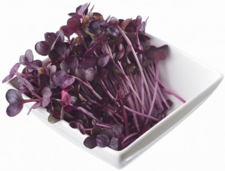 Todd's Seeds Rambo Radish Sprouting Seeds, 1/2 lb – Non-GMO | Striking red/purple sprouts. Ready in 5 days. High concentration of vitamins. Great for salads, sandwiches & sushi.