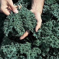 Kale Vates Blue Curled Great Heirloom Vegetable Seeds By Seed Kingdom 1/4 Lb Seeds
