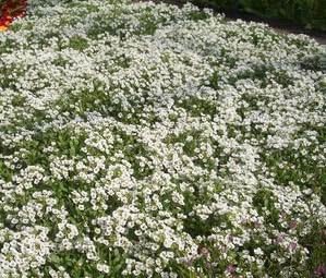 Alyssum Carpet of Snow Nice Garden Flower By Seed Kingdom Bulk 1 Lb Seeds
