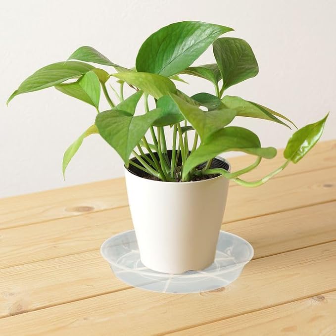 6 Pack Plant Saucer Drip Tray 7 8 inch, Plant Drainage Trays, Heavy Sturdy Plastic Planter Flower Pot Saucers for Indoor Outdoor Garden, Plant Water Drip Trays for pots (8", Clear)