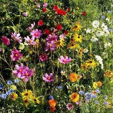 Outsidepride Gulf Coast Wildflower Seed Mix - 1 lb Perennial & Annual Wild Flowers for Full Sun & Partial Shade - Ideal for Pollinator Gardens & Vibrant Landscapes for Southern Florida & Texas