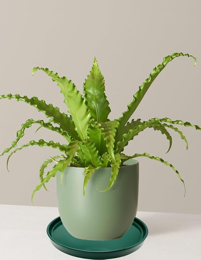 Yukfona Ceramic Plant Saucer Tray 1 Pcs 10 Inch Green, 10.83" OD x10.24 ID x1.1 Deep| Fits Flower pots Bottom≤ 10.24", Heavy Duty Glazed Round Planter Drip with Catch Basin for Indoor Outdoor Plants