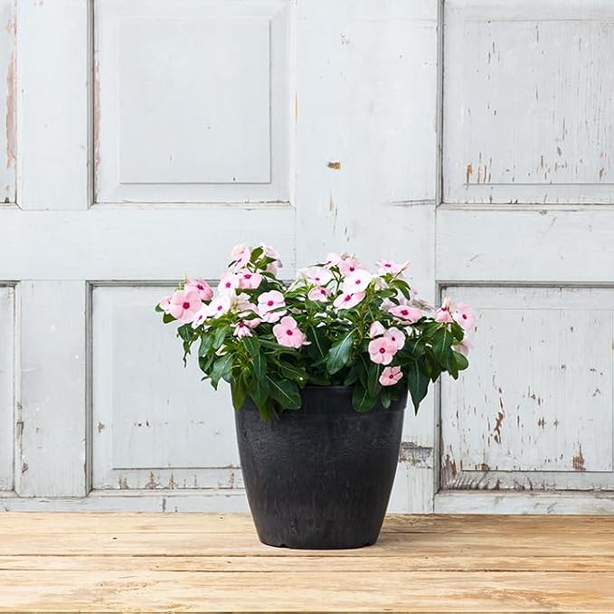 Root & Vessel Dolce Round Planter, Black, 10"