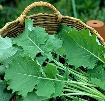 Kale Premier Great Heirloom Vegetable Seeds Bulk 1 Lb Seeds