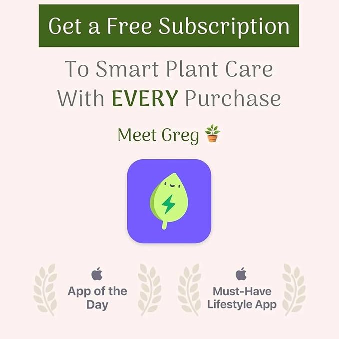 American Plant Exchange Golden Pothos 4-Inch Pot – Easy-Care Trailing Houseplant, Air-Purifying Vine for Home & Office, Low-Maintenance Indoor Plant for Hanging Baskets & Shelves