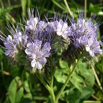 Outsidepride Lacy Phacelia Seeds for Planting - 1 Lb. Annual, Drought-Tolerant Wildflower Seeds with Light Violet Flowers, Ideal for Pollinator Gardens, Erosion Control, & Attracts Bees & Butterflies