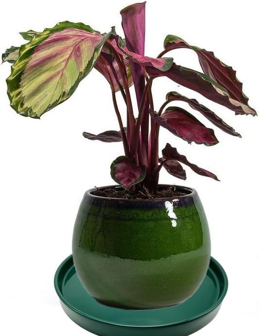 Yukfona Ceramic Plant Saucer Tray 1 Pcs 10 Inch Green, 10.83" OD x10.24 ID x1.1 Deep| Fits Flower pots Bottom≤ 10.24", Heavy Duty Glazed Round Planter Drip with Catch Basin for Indoor Outdoor Plants