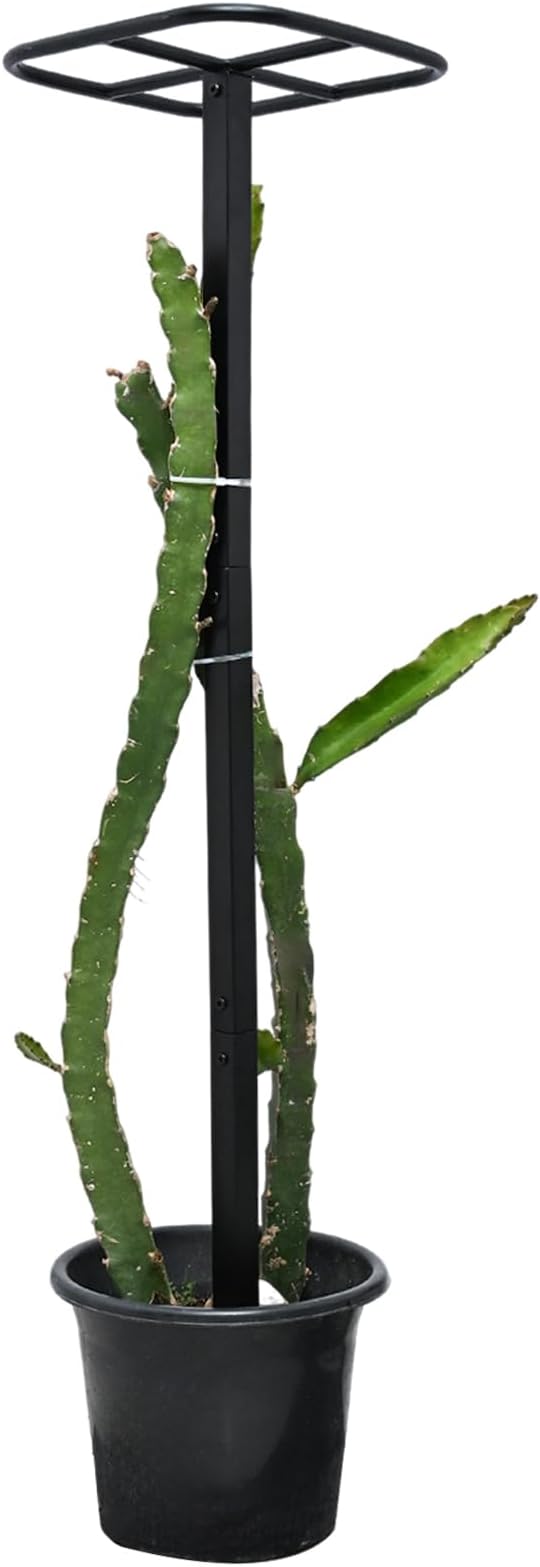 Yohsnor Dragon Fruit Trellis for Climbing Plants 50 * 12inches – Durable Metal Vertical Support Frame for Outdoor Gardens, Easy to Assemble, Stylish Design – Ideal Gift for Plant Enthusiasts