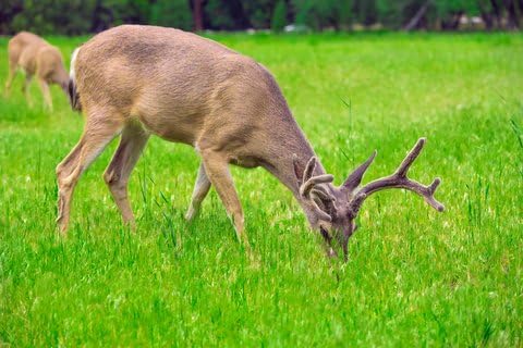 1Lb Sugar Beet Food Plot 10,000 Seeds Bulk Excellent Deer Food Plot
