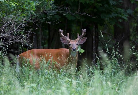1Lb Sugar Beet Food Plot 10,000 Seeds Bulk Excellent Deer Food Plot