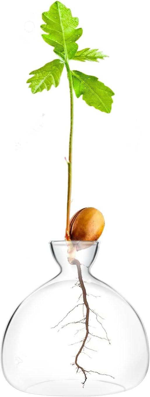 Acorn sprouting Seed Starter Planter Vase Terrariums Pot Acorn Tree Growing Kit Deco Glass Bulb Propagation Vases Grow Acorn Trees at Home Acorn Tree Growing Kit Unusual Gardening Gifts for Her Him