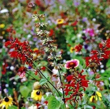 Outsidepride Texas & Oklahoma Wildflower Seed Mix - 1/4 lb Drought-Tolerant, Blend of Annual & Perennial Flower Seeds for Vibrant, Pollinator-Friendly Gardens, Thrives in Full Sun & Well-Drained Soil