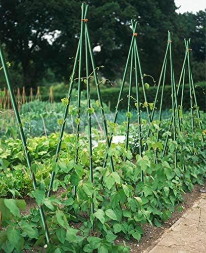 72-Inch Garden Stakes, 5/16-Inch Dia Plant Stakes for Orchid Sunflower, 50pack 6ft Robs