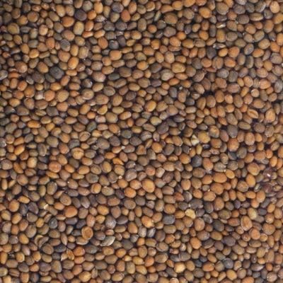 Arugula Seed, Arugula Sprouting Seeds, Microgreen, Sprouting, 12 OZ, Non GMO - Country Creek Acres Brand - High Sprout Germination- Juicing, Gardening, Hydroponics, Growing Salad Sprouts