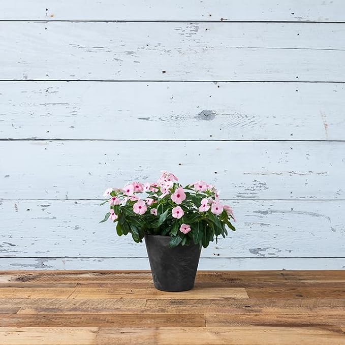 Root & Vessel Napa Round Planter, Black, 8"