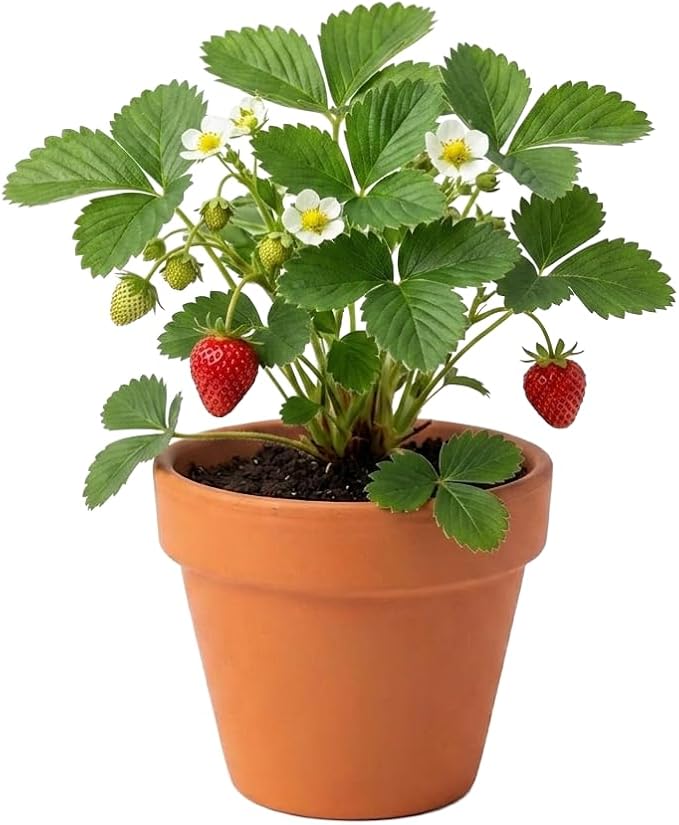 Buzzy Seeds Alpine Strawberry Grow Kit 12-Pack - Mini Terracotta Pot Grow Set - Complete Indoor/Outdoor Gardening Kit with Seeds, Coconut Husk Growing Medium & Genuine Pots - 100% Grow Guarantee