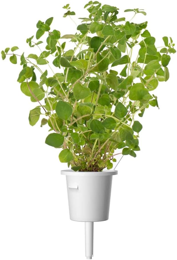Click and Grow Smart Garden Oregano Plant Pods, 3-Pack