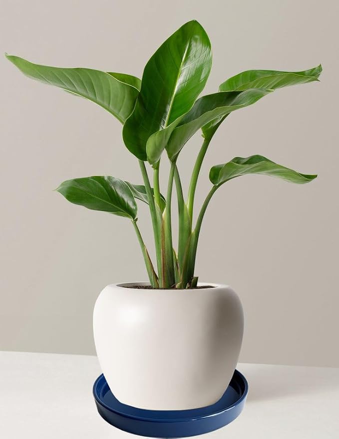 Yukfona Ceramic Plant Saucer Tray 4 Pcs 4 Inch Blue, 4.53" OD x4.13 ID x0.9 Deep| Fits Flower pots Bottom≤ 4.13", Heavy Duty Glazed Round Planter Drip with Catch Basin for Indoor Outdoor Plants