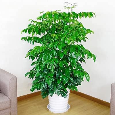 VUWEZ 6 Pack of 12 inch Plant Saucer, Plastic Plant Saucer 12" Round, Plant Saucers for Indoors, Plant Water Tray, Plant Trays for Pots, Planter Tray, Plant Saucers for Planter 11-13" (12", White)
