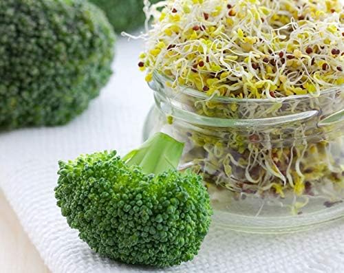 Food to Live Broccoli Seeds for Sprouting, 5 Pounds – Vegan, Kosher, Sirtfood, Bulk. Rich in Sulforaphane, Vitamin C, Vitamin A. Great for Growing Sprouts, Microgreens. High Germination Rate