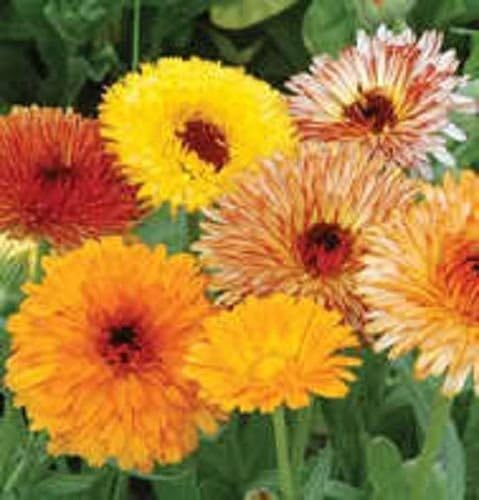 Non GMO Bulk Calendula Seeds- Fancy Mix Calendula officinalis (10 lbs)