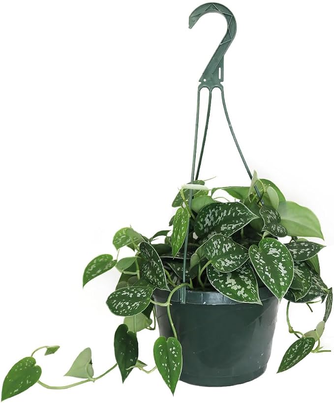American Plant Exchange Scindapsus Silvery Ann Pothos Hanging Basket, Large 8-Inch Pot, Live Vining Indoor Houseplant, Green and Silver Foliage
