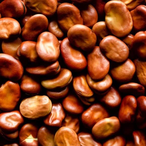 S'oam Pawi Menagers Dam Tepary Bean - Packet of 20 Seeds