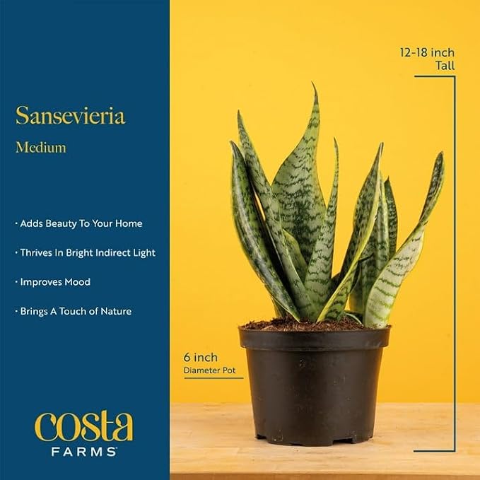 Costa Farms Snake Plant, Live Plant in Decorative Pot, Easy to Maintain, Air Purifying Succulent Indoor Houseplant Assorted Variety, Home, Room, or Office Décor, 12-20 Inches Tall