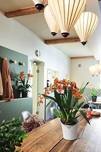 Lechuza ORCHIDEA White Matt, Self-Watering Orchid Flower Pot, D7.1 H7.7 in