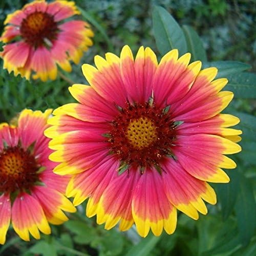 ~ Annual Gaillardia Seeds, Indian Blanket Flower -Gaillardia pulchella (1/4 Lb) 56,250 Seeds Non GMO Bulk