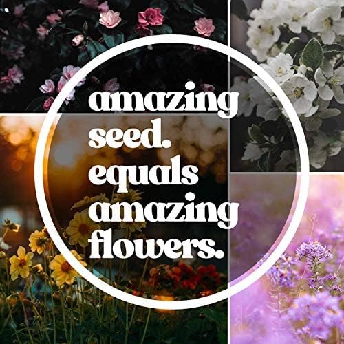 Mountain Valley Seed Co Wildflower Seed Bulk, 3 Oz. 80,000+ Seeds | 19 Non-GMO Flower Seeds for Shade, Annual & Perennial Wildflower Mix for Partial Shade—Shade Tolerant