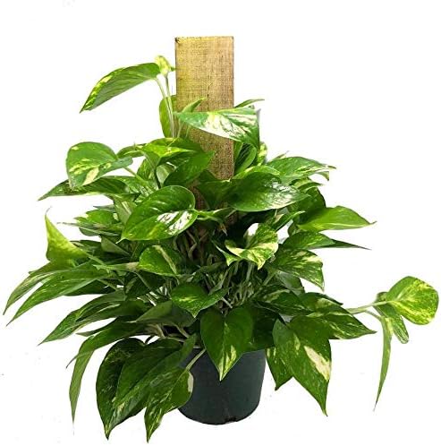 American Plant Exchange Golden Pothos Totem Pole – Live 6-Inch Potted Climbing Vine, Easy-Care Air Purifying Houseplant, Fast-Growing Tropical Indoor Plant for Home, Office & Indoor Décor