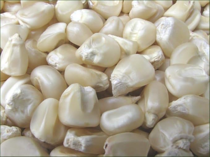 Hickory King White Dent Corn Seeds for Planting 850 Seeds. 1 Pound of Seeds. Heirloom Non GMO Garden Vegetable Bulk Survival Wildlife Deer Foodplot