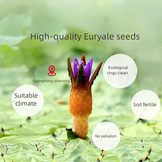 Euryale Seed（Qianshi）- Pure Natural Chinese Herbal Medicine-Dried Fox Nut-Gorgon Fruit-1lb/454g Used for making soup-芡实 (Euryale Seed)