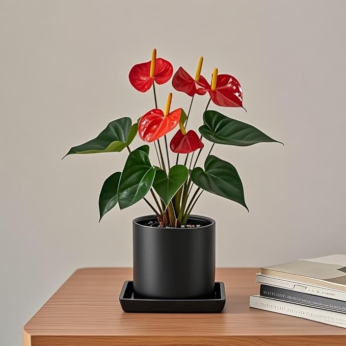 Square Ceramic Plant Saucer Tray 2 Pcs 5 6 Inch Black, 6.6" OD x5.5 ID x1.1 Deep, Sturdy Heavy Duty Glazed Planter Drip Flower pots with Catch Basin for Indoor Outdoor Plants(6" Black)