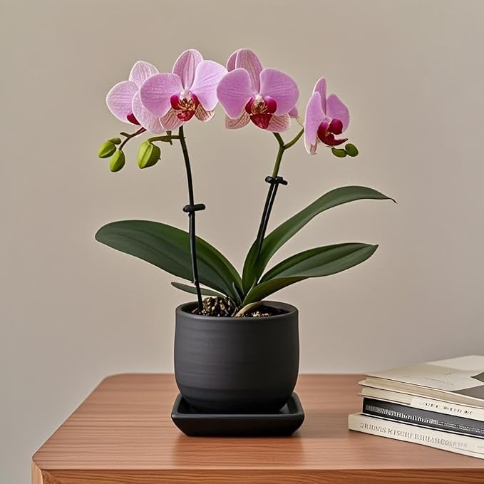 Square Ceramic Plant Saucer Tray 2 Pcs 6 7 8 Inch Black, 8" OD x6.7 ID x1.2 Deep, Sturdy Heavy Duty Glazed Planter Drip Flower pots with Catch Basin for Indoor Outdoor Plants(8" Black)
