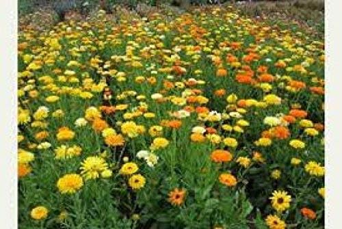 Non GMO Bulk Calendula Seeds- Fancy Mix Calendula officinalis (1/4 Lb)