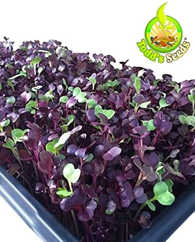 Todd's Seeds Rambo Radish Sprouting Seeds, 1/2 lb – Non-GMO | Striking red/purple sprouts. Ready in 5 days. High concentration of vitamins. Great for salads, sandwiches & sushi.