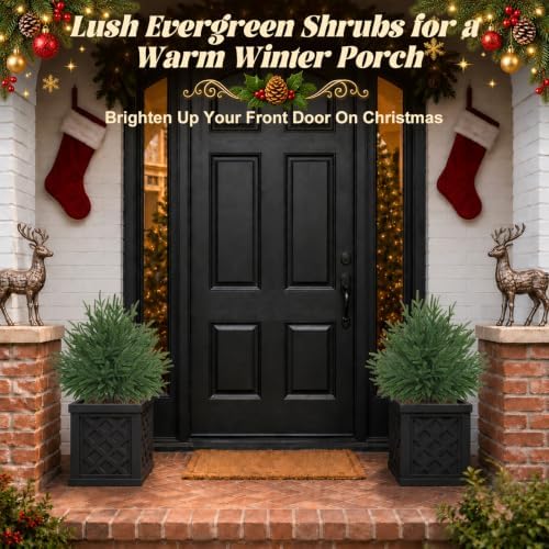 Artificial Norfolk Pine Tree Outdoor Christmas Decor, 2FT Topiary - Image 3