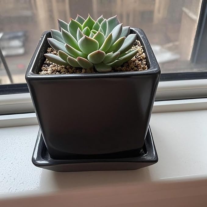 Square Ceramic Plant Saucer Tray 2 Pcs 4 Inch Black, 4.8" OD x3.9 ID x0.7 Deep| Sturdy Heavy Duty Glazed Planter Drip Flower pots with Catch Basin for Indoor Outdoor Plants(4" Black)