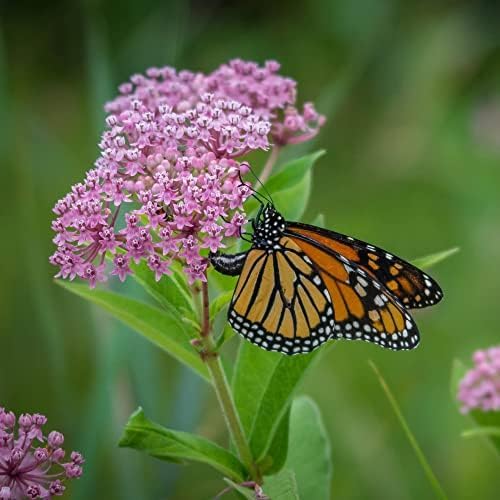 Mountain Valley Seed Co Save The Monarchs Wildflower Seed Shaker - 100,000+ | Wild Flower Seeds for Planting Beautiful Seed Shaker 13 Varieties Attract Monarch Butterflies & Pollinators Covers 250 sq ft