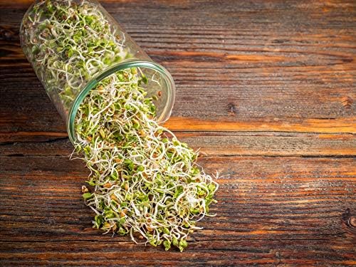 Food to Live - Organic Radish Seeds for Sprouting, 25 Pounds Non-GMO, Edible Seeds, Pure, Vegan, Kosher, Bulk. Spicy Flavor. Rich in Vitamin C. High Germitation Rate.
