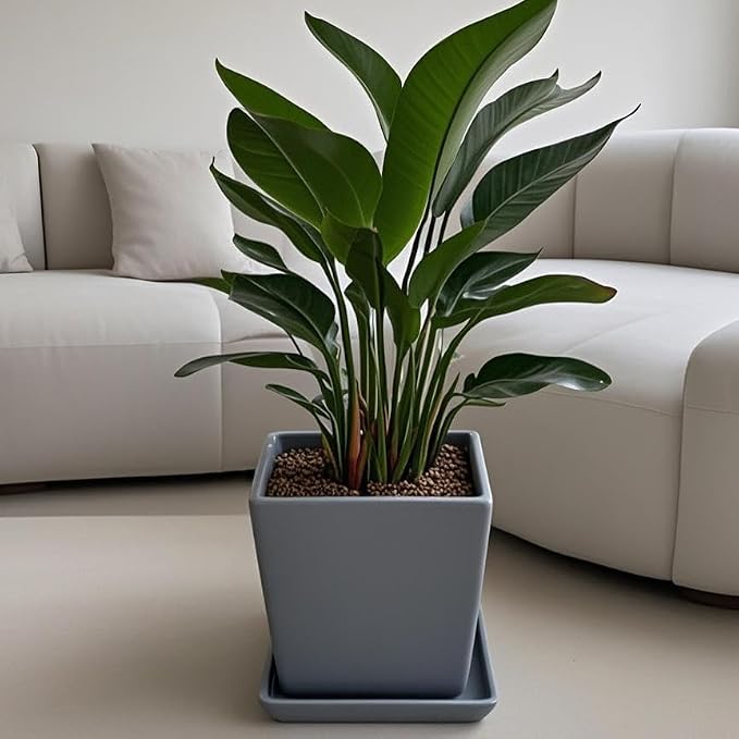 Square Ceramic Plant Saucer Tray 2 Pcs 8 9 10 Inch Grey, 9.3" OD x8.3 ID x1.3 Deep, Sturdy Heavy Duty Glazed Planter Drip Flower pots with Catch Basin for Indoor Outdoor Plants(10" Grey)