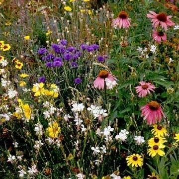 Outsidepride Southeast Wildflower Seed Mix - 5 lbs Highly Adaptable, Easy to Grow, Low-Maintenance Mix of Annual & Perennial Wildflower Seeds for Natural Landscapes in Southeastern States