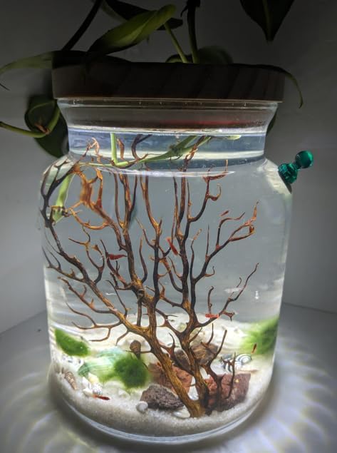 Shrimp Jar Kit with LED Light (Shrimp Included)