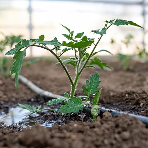 Drip Tape for Garden Irrigation-5/8, 8 mil Thick, 4 inch spacing of emitters, 1.34 GPM/100' (300 Feet)