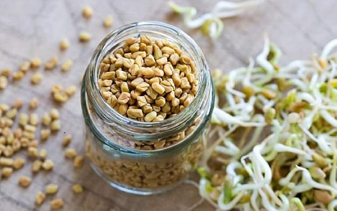 Fenugreek Sprouting Seed, Non GMO -16 oz - Country Creek Acres Brand - Fenugreek for Sprouts, Garden Planting, Cooking, Soup, Emergency Food Storage, Vegetable Gardening, Juicing, Cover Crop